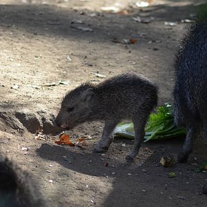 Chacoan Peccaries