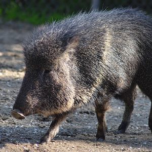 Chacoan Peccary