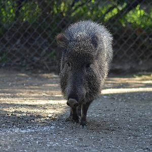 Chacoan Peccary