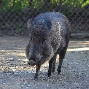 Chacoan Peccary