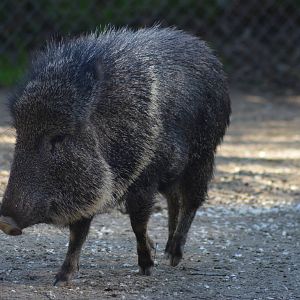 Chacoan Peccary