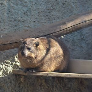 Cape Hyrax