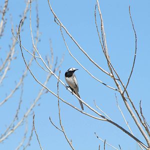 white wagtail