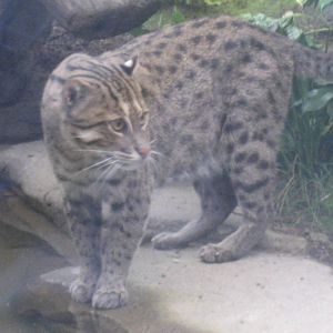 Leipzig Zoo - Fishing cat