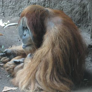 Leipzig Zoo - Orangutan