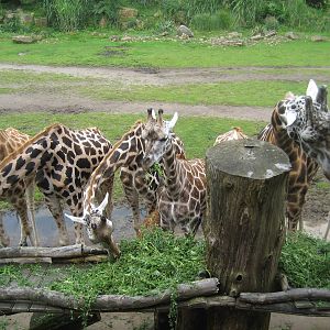 Leipzig Zoo - Group of giraffes