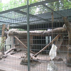 Leipzig Zoo - Snow leopard exhibit