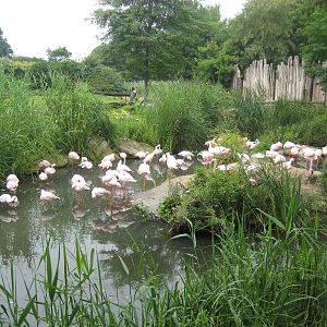 Leipzig Zoo - Flamingo colony