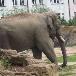 Leipzig Zoo - Elephant bull