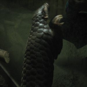 Leipzig Zoo - Chinese pangolin