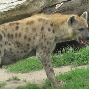 Leipzig Zoo - Spotted hyena