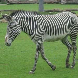 Leipzig Zoo - Grevy's zebra