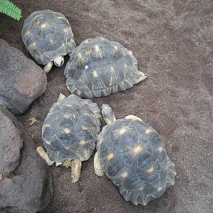 Leipzig Zoo - Tortoises