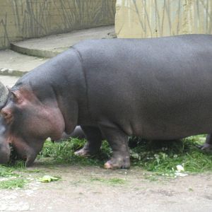 Prague Zoo - Hippopotamus