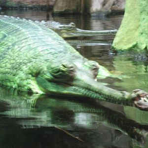 Prague Zoo - False gharial
