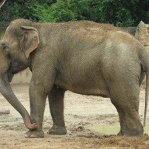 Prague Zoo - Asian elephant
