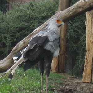 Prague Zoo - Secretary bird