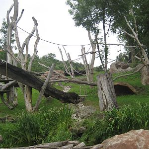 Prague Zoo - Gorilla outdoor exhibit