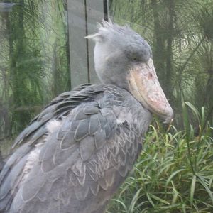 Prague Zoo - Shoebill