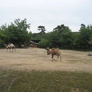 Prague Zoo - Camel exhibit