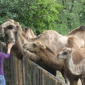 Prague Zoo - Camel feeding