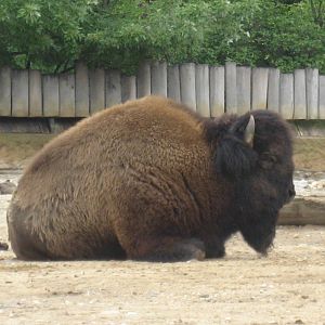 Prague Zoo - Bison