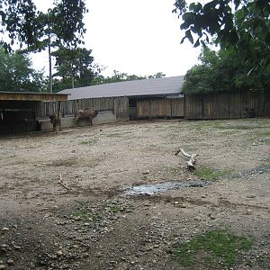 Prague Zoo - European bison exhibit