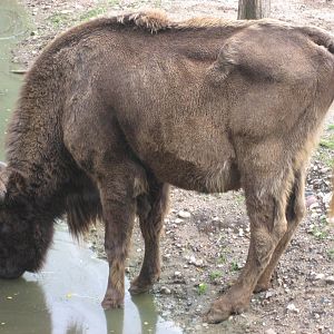 Prague Zoo - European bison (wisent)