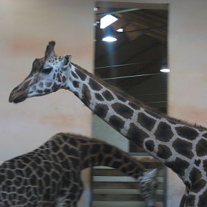 Prague Zoo - Giraffe