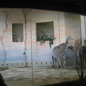 Prague Zoo - Giraffe indoor exhibit