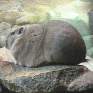 Prague Zoo - Gundi