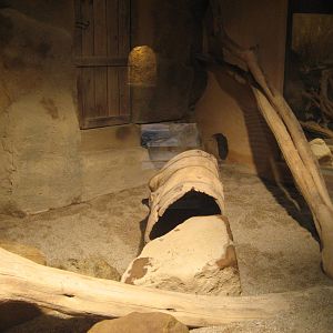 Prague Zoo - Ratel exhibit