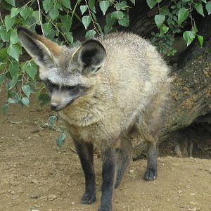 Prague Zoo - Bat-eared fox
