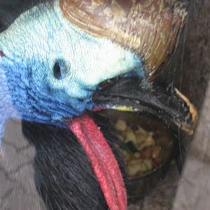 Prague Zoo - Cassowary closeup