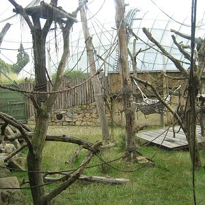 Prague Zoo - Orangutan exhibit