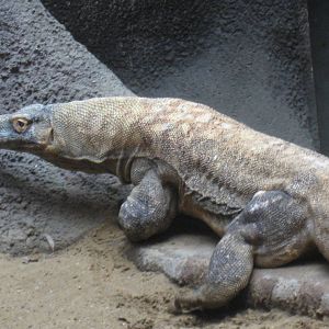 Prague Zoo - Comodo dragon