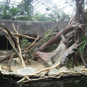 Prague Zoo - Orangutan indoor exhibit