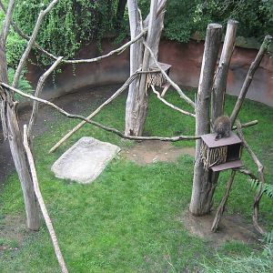 Prague Zoo - North american porcupine exhibit