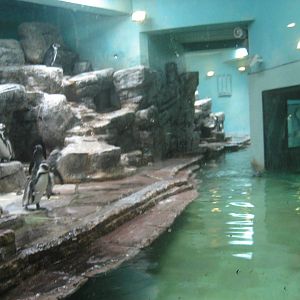 Prague Zoo - Penguin exhibit