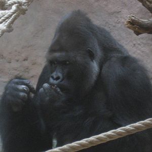 Prague Zoo - Gorilla eating