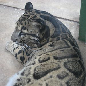 Prague Zoo - Clouded leopard