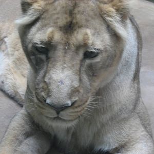 Prague Zoo - Asian lion