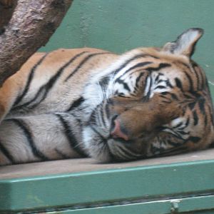 Prague Zoo - Sleeping tiger