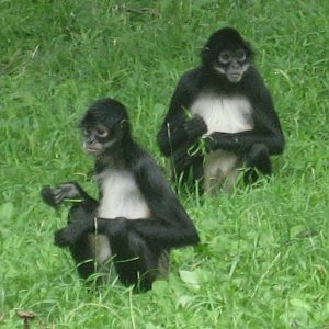 Prague Zoo - Spider monkeys