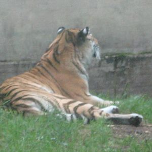 Helsinki Zoo - Siberian tiger