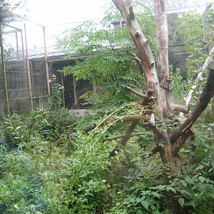 Helsinki Zoo - Red panda exhibit