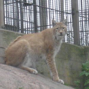 Helsinki Zoo - Eurasian lynx