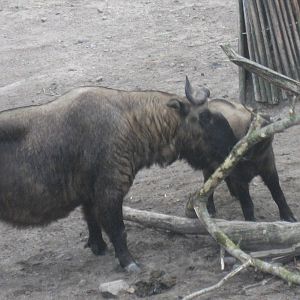 Helsinki Zoo - Takin