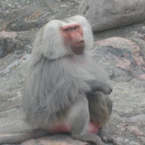 Helsinki Zoo - Hamadryas baboon