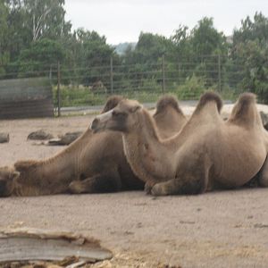 Helsinki Zoo - Bactrian camels